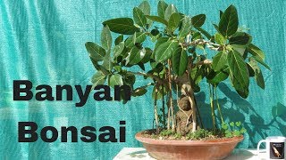 Banyan Bonsai Tree Making for Beginners Grow Aerial Roots [upl. by Olivann]