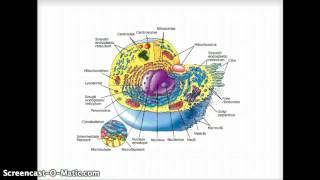 Cells  Cytology  Part 1 [upl. by Gus536]