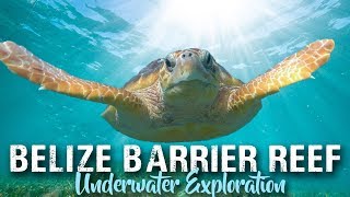 SCUBA DIVING BELIZE  Ambergris Caye and Placencia  travel vlog 2019 [upl. by Okihsoy597]