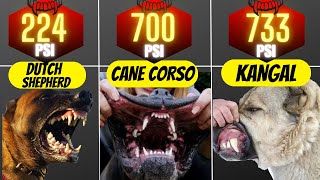 TOP 21 DOGS With Strongest Bite Force [upl. by Bedad]