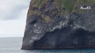 Elephant Cliff 🐘 Westman Islands Iceland [upl. by Ahsii]