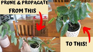 How to Prune and Propagate Angel Wing Begonia  Jan 2020 [upl. by Ansev]