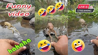 Catching frog funny make you laugh  funny animal video  funny frog jumping short [upl. by Resaec]