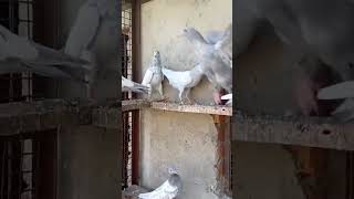 subscribe my youtub channel alkha p pigeon lover [upl. by Shandeigh]