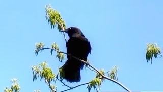 American Crow Calling [upl. by Itsa600]