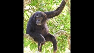 Kibale Chimpanzee Snare Removal Program Short Documentary Kibale Chimpanzee Project [upl. by Nahsrad]