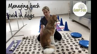 Managing back pain in dogs [upl. by Heinrike]