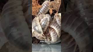 Porcellio Laevis ‘How Now’ Isopods [upl. by Ettenajna298]