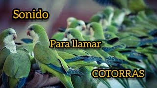 SONIDO DE COTORRAS 🦜 sound for birds  Llamarse entre si [upl. by Lampert486]