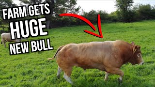 Small Farm Gets A HUGE Pedigree Bull [upl. by Jehial]