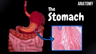 Stomach Anatomy Topography External Features Parts Layers [upl. by Yelwah124]