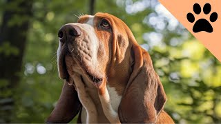 The pros and cons of owning a Basset Hound [upl. by Stanfield]