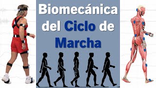 Biomecánica del Ciclo de Marcha [upl. by Cousins]