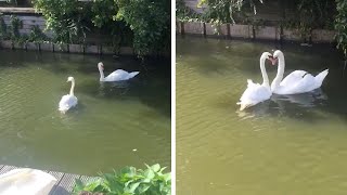 Swans Dancing Together After Reunion [upl. by Barry]