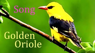 Golden OrioleBird song and callOriolus oriolus [upl. by Trakas]