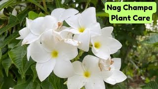 Nag champa Plumeria Pudica plant care  Get more flowers on nag champa plant [upl. by Bathsheb]