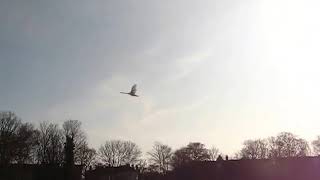 Swan flying  makes an amazing sound [upl. by Abeu425]