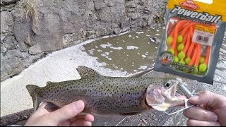 Stocked Trout Fishing w Powerbait MOUSE TAILS Trout cheat code [upl. by Zippora]