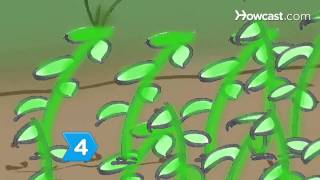 How to Grow Lima Beans [upl. by Gussman]