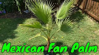 Mexican Fan Palm Washingtonia robusta [upl. by Lansing]