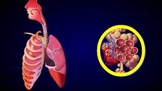 REGULATION OF RESPIRATION [upl. by Eicirtap]