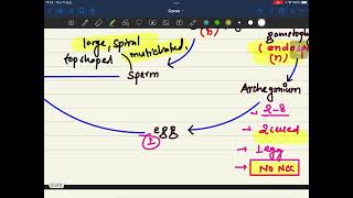 life cycle of cycas  with questions  gymnosperm [upl. by Marmaduke]