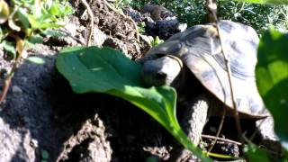 griechische Landschildkröte frisst Breitwegerich [upl. by Hawk]