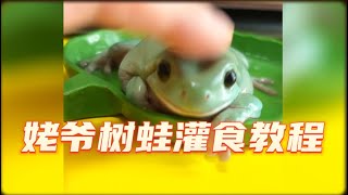 一分钟学会如何给姥爷树蛙灌食！树蛙 爬宠 treefrog reptiles [upl. by Lleira]