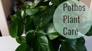 Pothos Plant care and How to Style [upl. by Ochs]