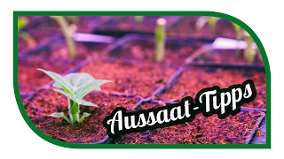 Aussaat amp Gartentipps im Februar 🌱 Jungpflanzenanzucht im Februar 🌱 Selbstversorgung [upl. by Alia]