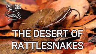 The Desert of Rattlesnakes  full nature documentary venomous rattlesnakes of Arizona [upl. by Zavras]