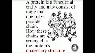 Stages in protein assembly  Biofundamentals [upl. by Ed106]