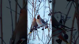 Sidensvans  Bombycilla garrulus 🎞️ naturifokus canonr8 birds [upl. by Adniuqal948]