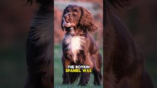 The Origin of the Boykin Spaniel 🔥 [upl. by Enaffit933]