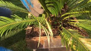 63  Cycas revoluta en pot  Comment faire son entretien [upl. by Carew]