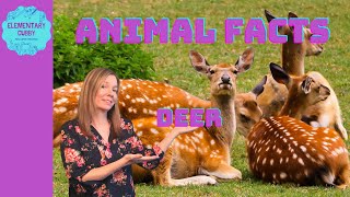 Facts About Deer [upl. by Marc41]