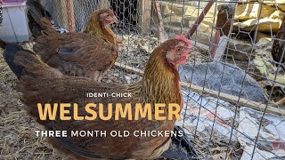 Welsummer 3MonthOld Chickens [upl. by Lotti]