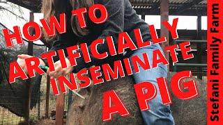 How to Artificially Inseminate AI a Pig  Breeding our Pig [upl. by Poul]