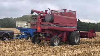 Case IH 1660 and 2021 corn harvest [upl. by Noryk372]