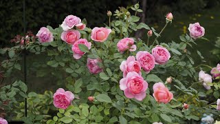 Boscobel  David Austin rose 2022 [upl. by Venice]