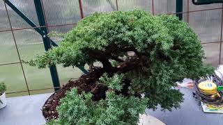 Creating a juniper cascade prebonsai from nurcery stock [upl. by Aicilyhp]