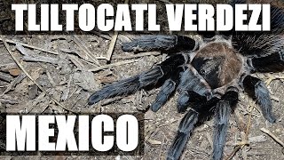 Finding Tliltocatl verdezi in Mexico [upl. by Eldredge]