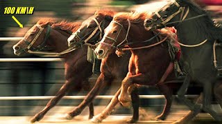 The Fastest Horses In The World The Insane Speed of Horses [upl. by Assilem]