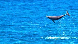 Jumping dolphins [upl. by Macegan]