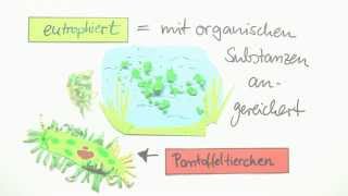 Einzeller Das Pantoffeltierchen Paramecium  Biologie  Cytologie [upl. by Mikah265]