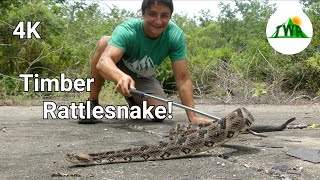 The Timber Rattlesnake Everything You Need To Know 4K [upl. by Ekeiram]