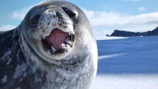 Beautiful Weddell Seal Yawning and Eating Snow in Antarctica Animals in HD [upl. by Shenan144]