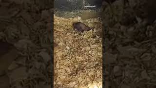 Punxsutawney Phil Welcomes Two Baby Groundhogs [upl. by Josefina268]