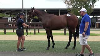 Inglis Classic Dundeel x Aonair Colt [upl. by Ozzy]