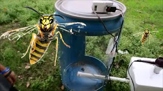 Raising Yellow Jackets as Pets part 1 [upl. by Simon]